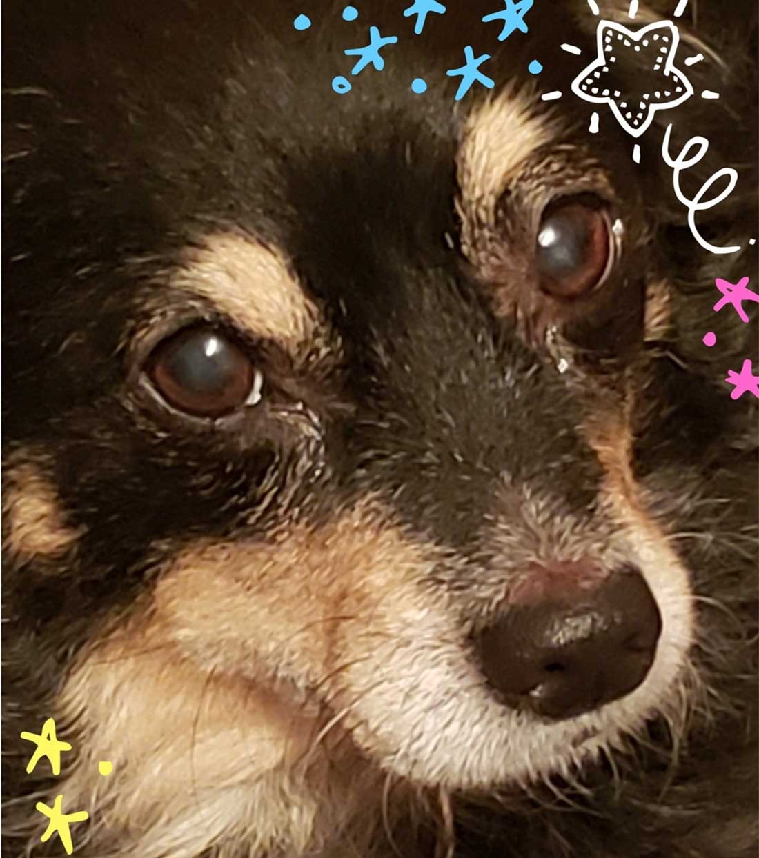Happy Tails Gallery